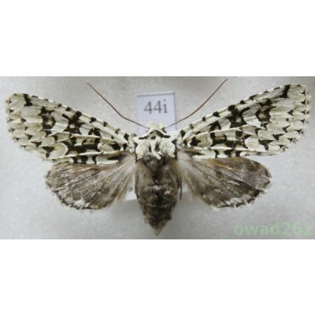 Dichonia aprilina (Linnaeus, 1758) Czech44i